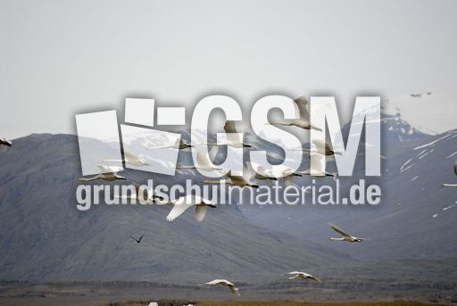 Singschwan (16 von 16).jpg